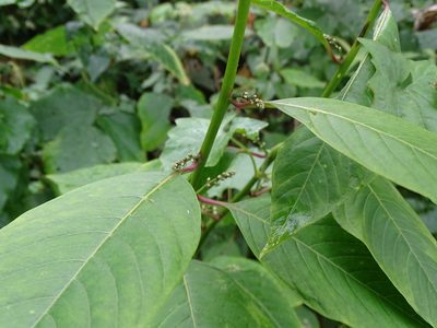 Deeringia polysperma, photographed by 雲一百香果