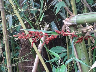 Carex baccans, photographed by 雲一百香果