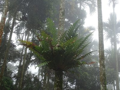 Drynaria coronans, photographed by 雲一百香果