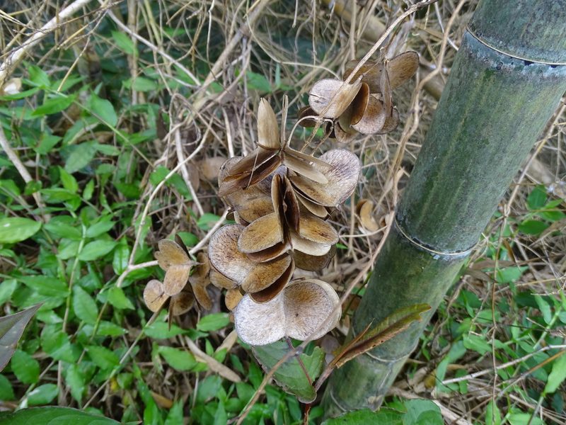 Dioscorea cirrhosa, photographed by 雲一百香果