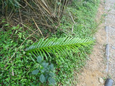Drynaria coronans, photographed by 雲一百香果