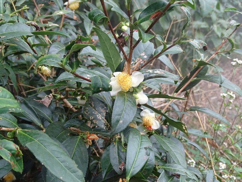 Camellia sinensis, photographed by 雲一百香果