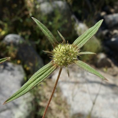 Crusea wrightii, photographed by Sue Carnahan