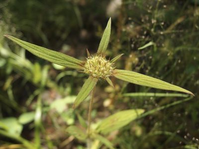 Crusea wrightii, photographed by Sue Carnahan