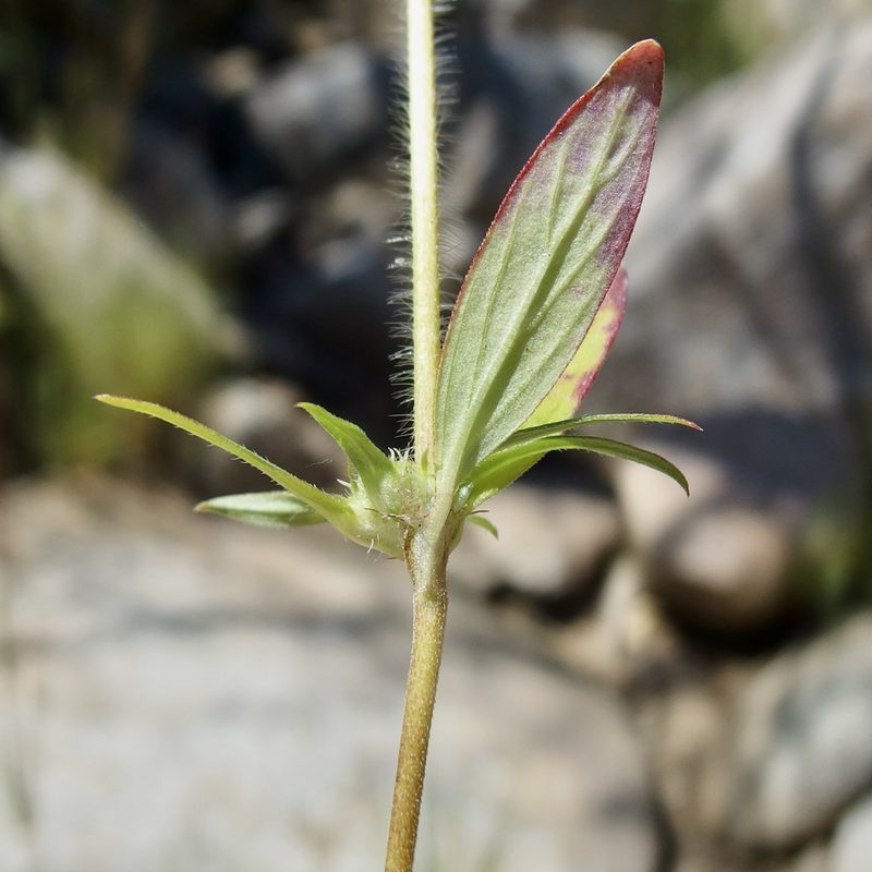 Crusea wrightii, photographed by Sue Carnahan