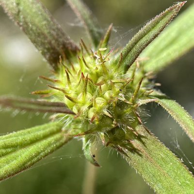 Crusea wrightii, photographed by Sue Carnahan
