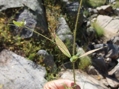 Crusea wrightii, photographed by Sue Carnahan