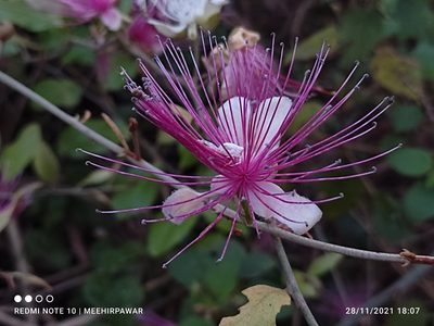 Capparis zeylanica, photographed by Meehir Pawar