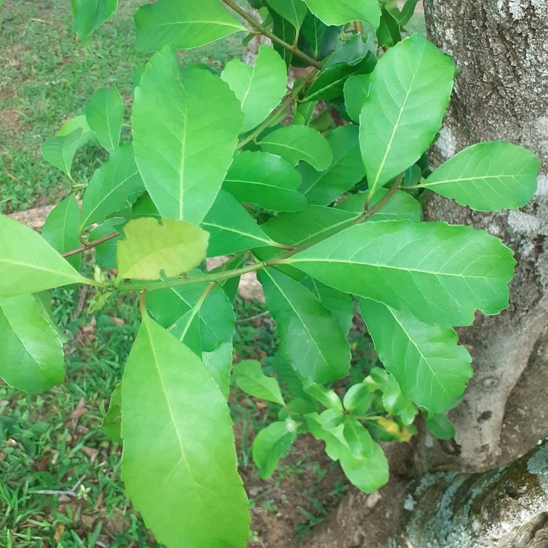 Ilex paraguariensis, photographed by Benjamin Bender