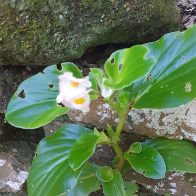 Begonia cucullata, photographed by Benjamin Bender