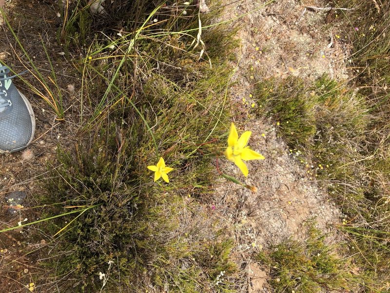 Moraea bituminosa, photographed by Caroline Voget