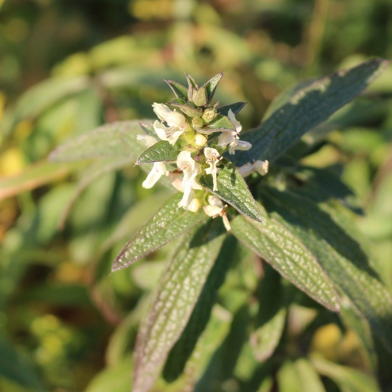 Stachys atherocalyx, photographed by Юрий Данилевский (Yuriy Danilevsky)