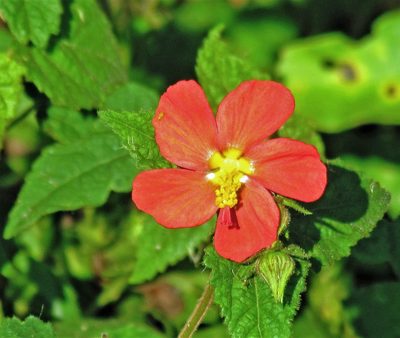 Pavonia missionum, photographed by Hugo Hulsberg