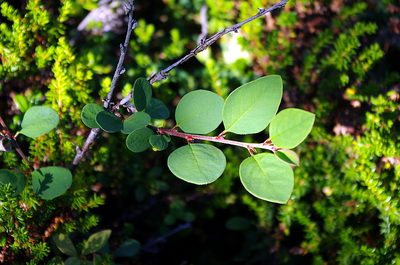 Cotoneaster cinnabarinus, photographed by Георгий Виноградов (Georgy Vinogradov)
