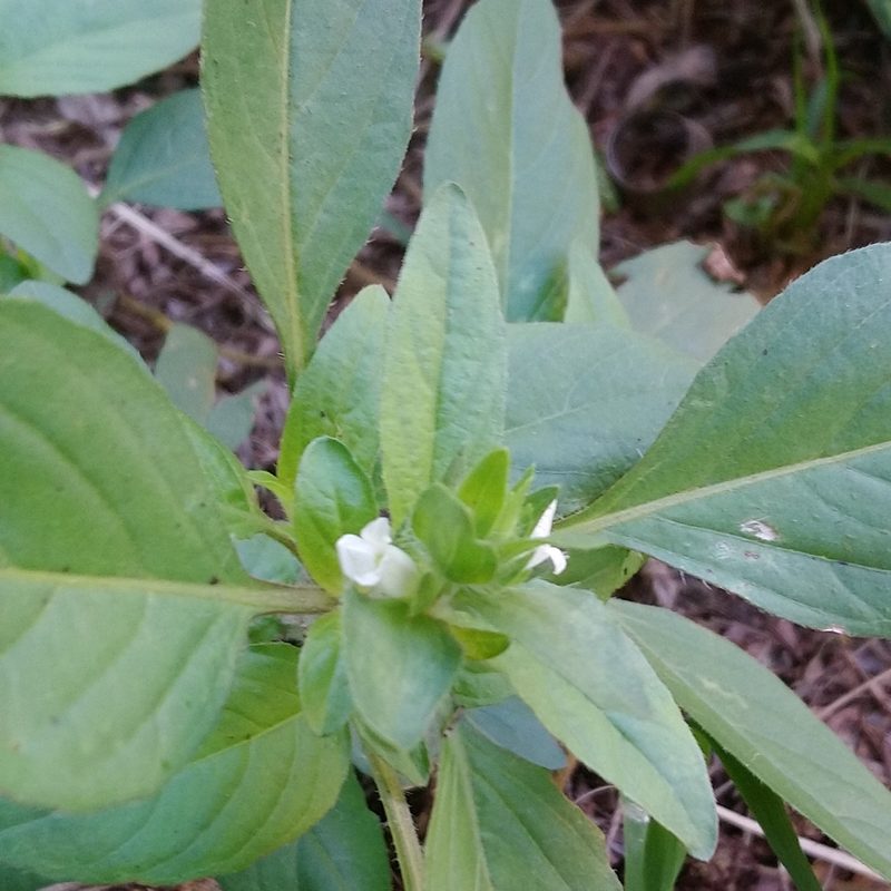 Asystasia mysorensis, photographed by Henry de Lange