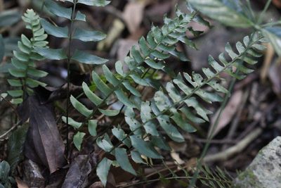 Polystichum balansae, photographed by Agnes Trekker