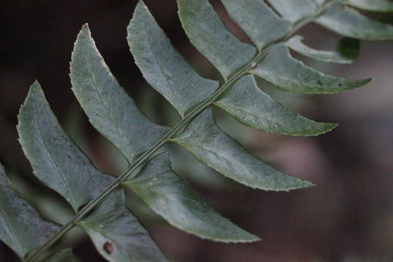 Polystichum balansae, photographed by Agnes Trekker