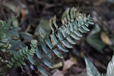 Polystichum balansae, photographed by Agnes Trekker