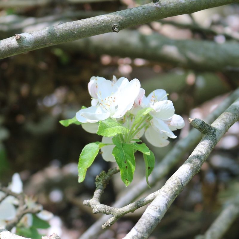 Malus orientalis, photographed by Юрий Данилевский (Yuriy Danilevsky)