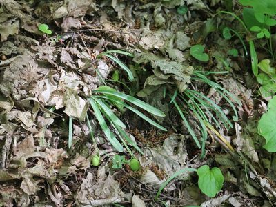 Galanthus alpinus, photographed by Юрий Данилевский (Yuriy Danilevsky)