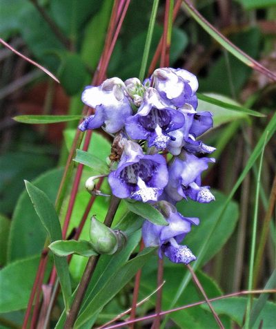 Angelonia integerrima, photographed by Hugo Hulsberg