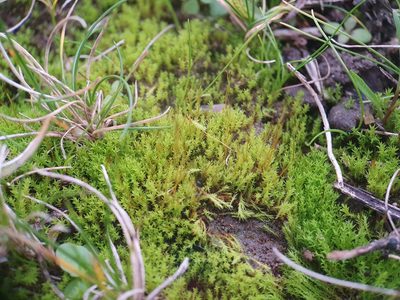Pseudocrossidium hornschuchianum, photographed by Jonathan Hughes