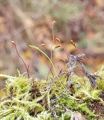 Rhynchostegium megapolitanum, photographed by Jonathan Hughes