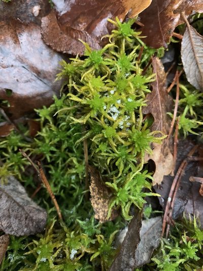 Sphagnum inundatum, photographed by Katrin Simon