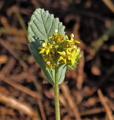 Waltheria communis, photographed by Hugo Hulsberg