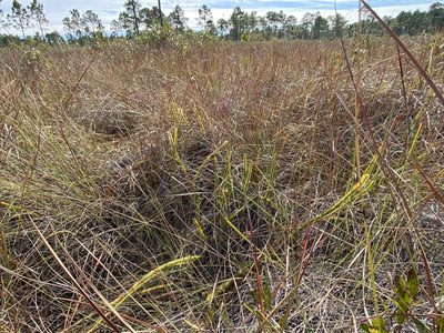 Lycopodiella alopecuroides, photographed by Daniel McNair