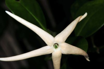 Hillia parasitica, photographed by Tom Kennedy