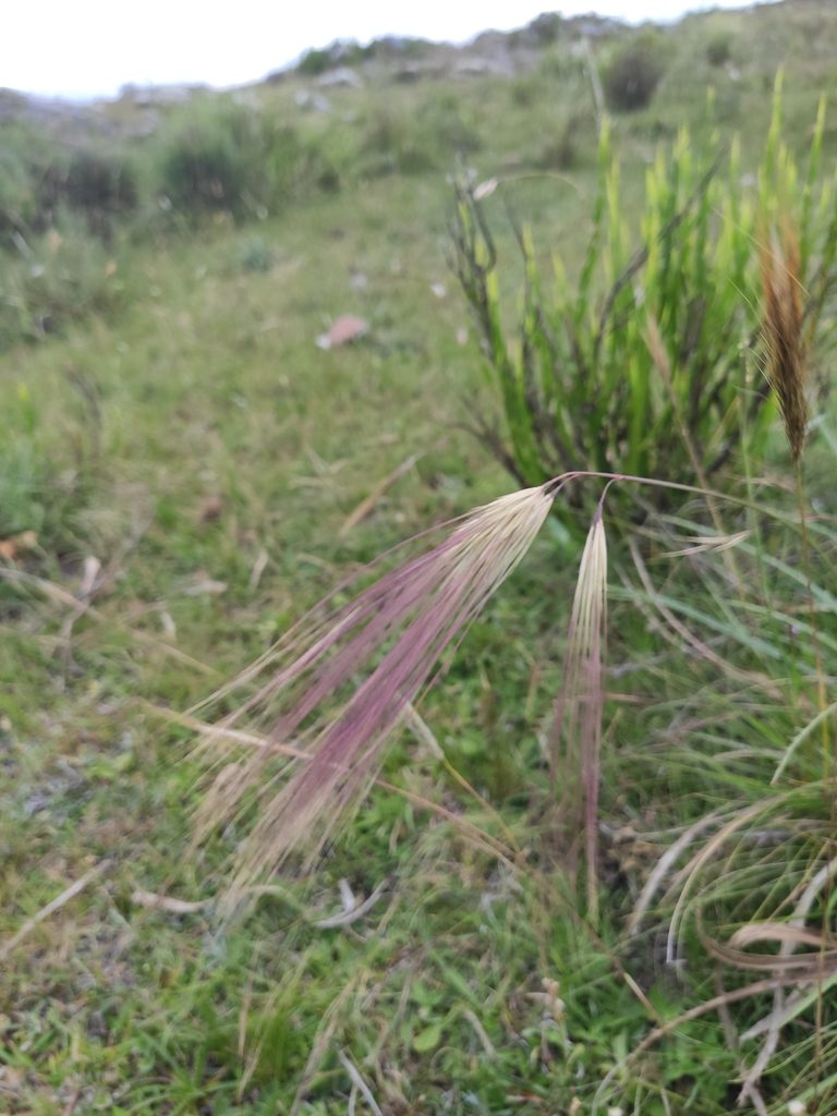 Aristida murina, photographed by alfo