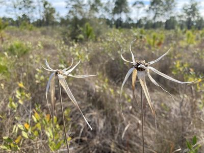 Rhynchospora latifolia, photographed by Daniel McNair