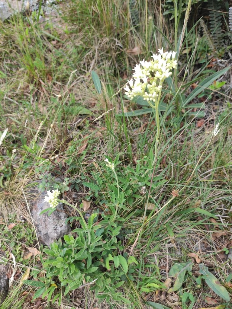 Galianthe centranthoides, photographed by alfo