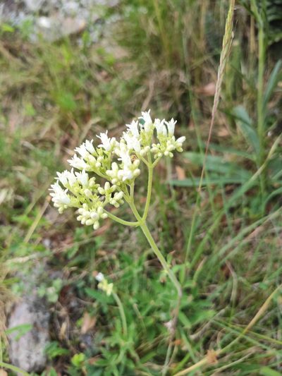 Galianthe centranthoides, photographed by alfo