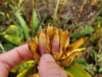 Gentiana alba, photographed by Katie Kucera