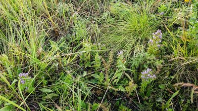 Sporobolus heterolepis, photographed by Katie Kucera