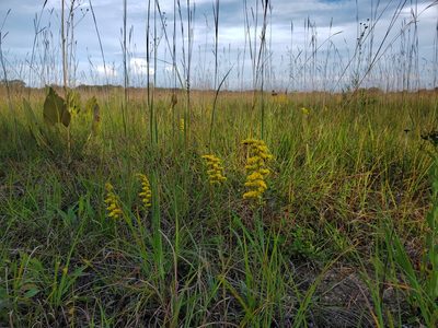 Silphium terebinthinaceum, photographed by Katie Kucera