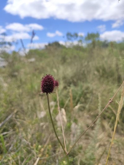 Eryngium sanguisorba, photographed by alfo