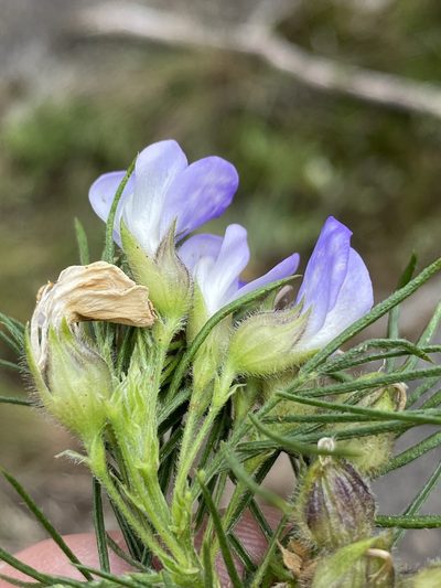 Psoralea montana, photographed by Dave U