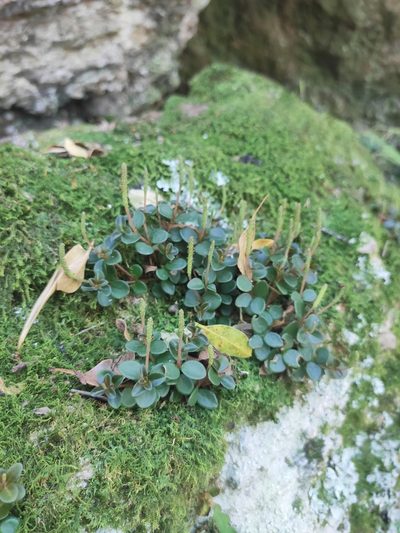 Peperomia catharinae, photographed by alfo