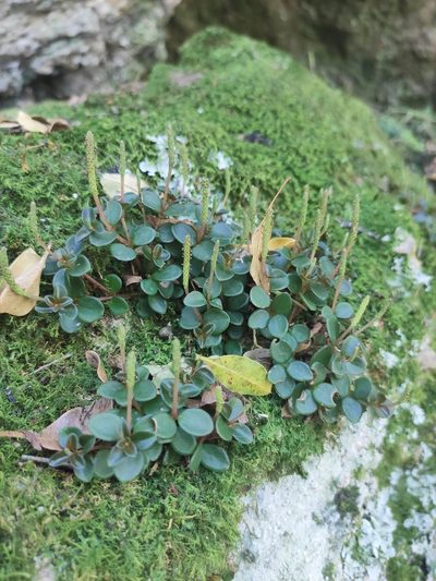 Peperomia catharinae, photographed by alfo