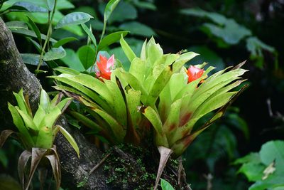 Guzmania berteroniana, photographed by Tom Kennedy