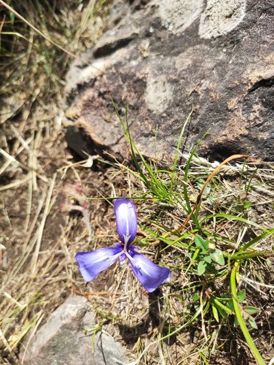 Herbertia pulchella, photographed by alfo