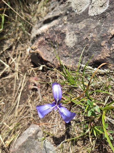 Herbertia pulchella, photographed by alfo