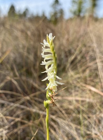 Spiranthes longilabris, photographed by Daniel McNair