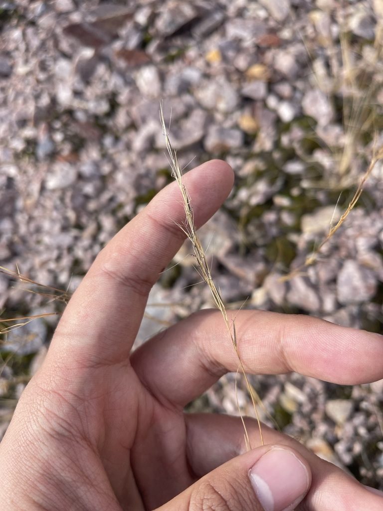 Aristida basiramea, photographed by Brandon Corder