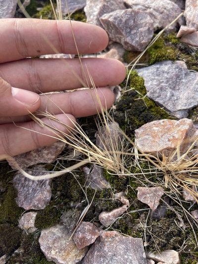Aristida basiramea, photographed by Brandon Corder