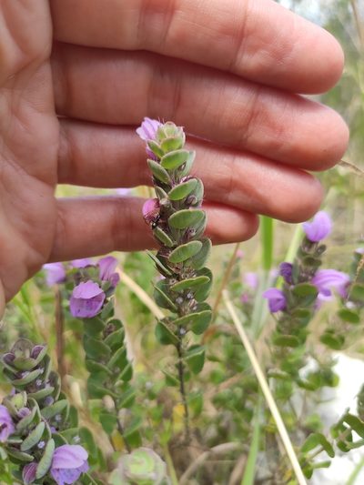 Glechon marifolia, photographed by alfo