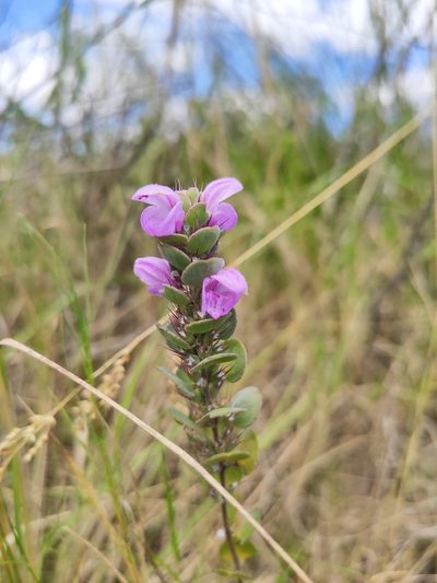 Glechon marifolia, photographed by alfo